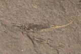 Eocrinoid (Ascocystites) Mortality Plate - Ordovician #305168-2